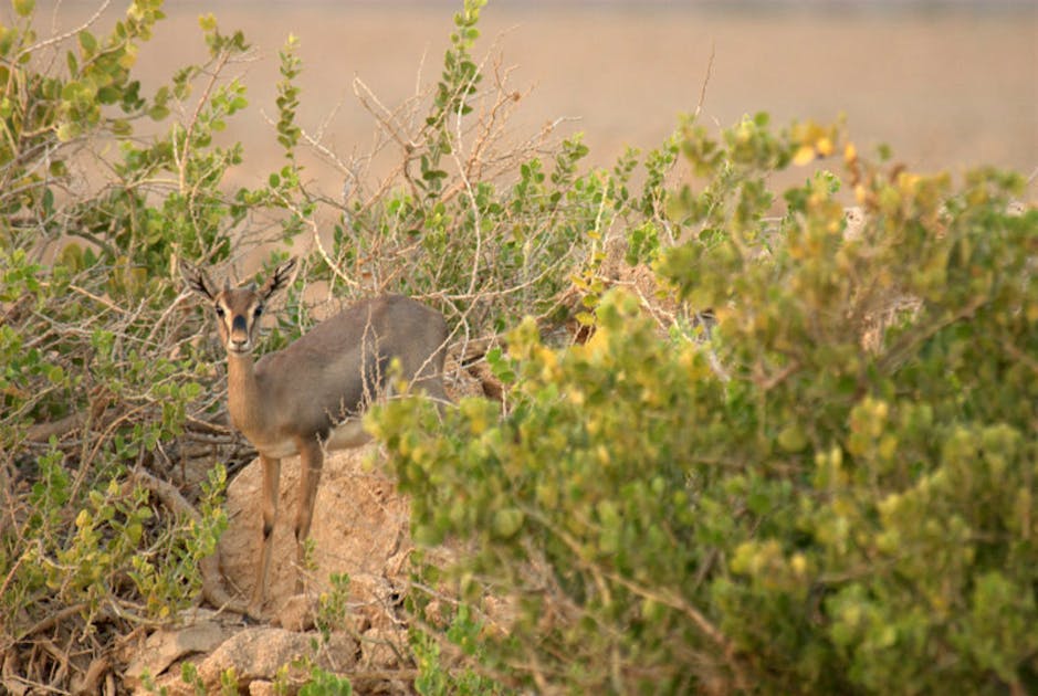 Southwest Arabian Coastal Xeric Shrublands One Earth